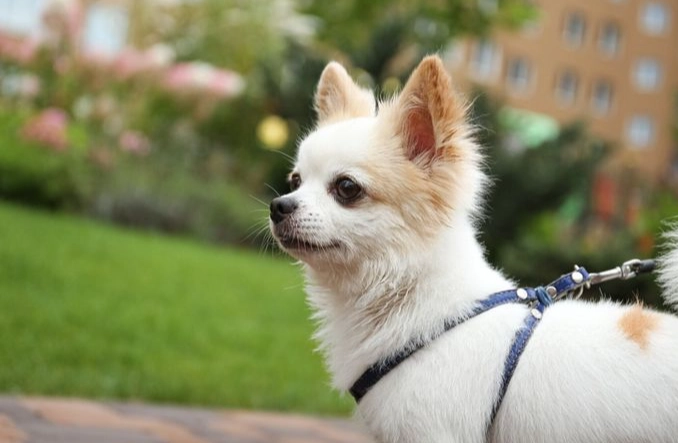 陌生狗狗行為解讀