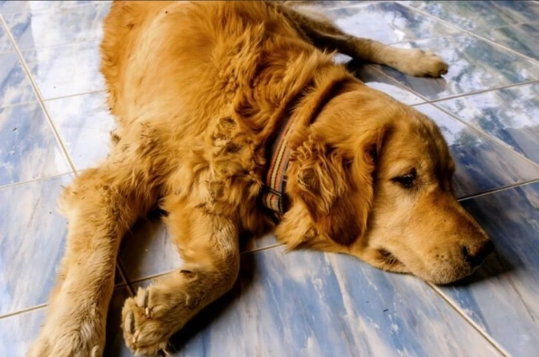 狗狗驅蟲頻率 狗狗驅蟲頻率