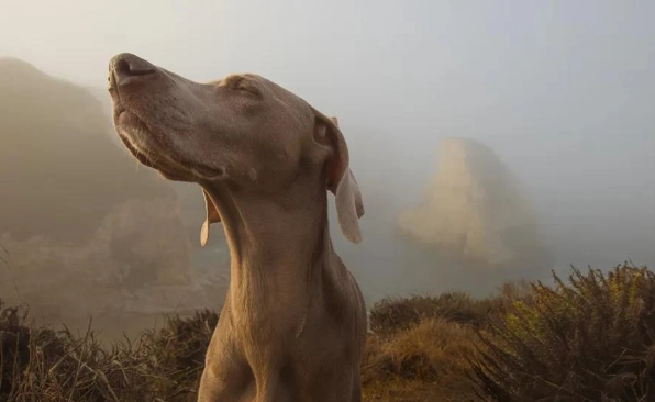 狗狗嗅覺靈敏度 狗狗嗅覺靈敏度