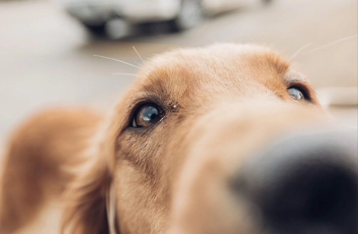 狗眼睛發炎症狀