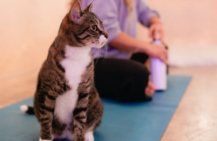 貓行為治療師培訓