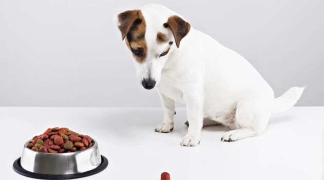 狗不吃飯解決方法