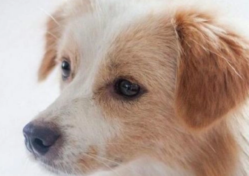 狗眼睛發炎症狀