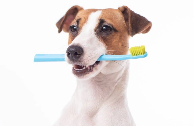 寵物刷牙技巧 寵物刷牙技巧