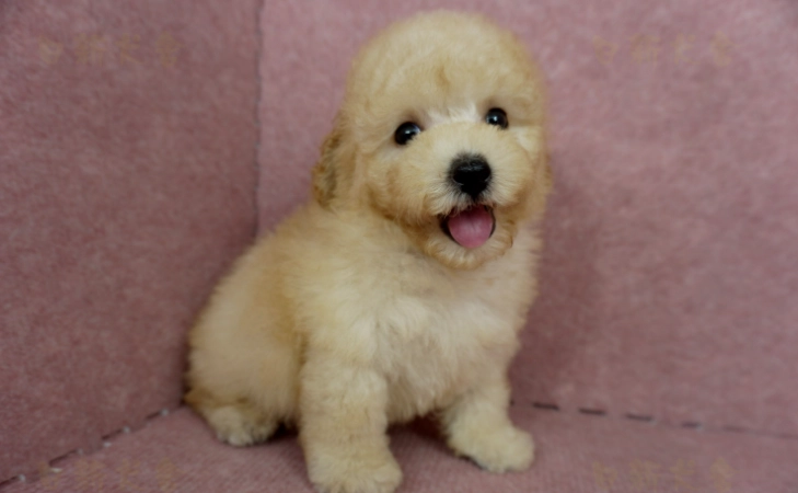 玩具貴賓狗價格