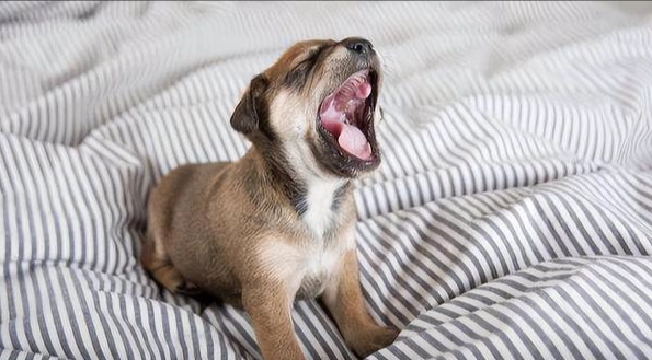 狗狗心臟病症狀