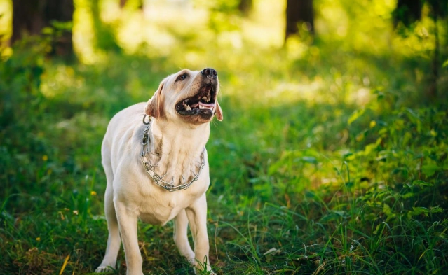 狗吠聲訓練