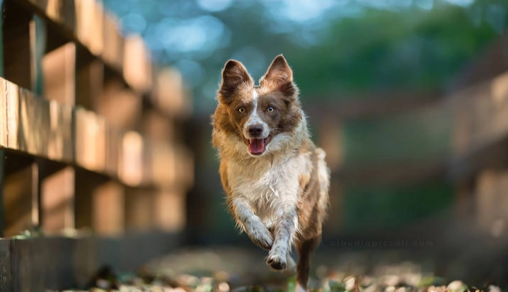 幼犬夜吠訓練 幼犬夜吠訓練