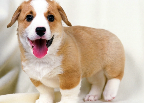 狗狗以為主人出門