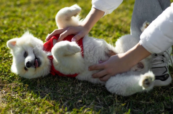 建立狗狗信任方法