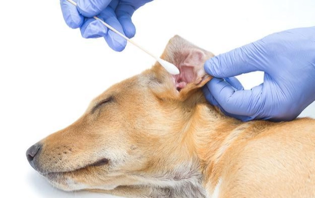 狗狗耳朵清潔頻率