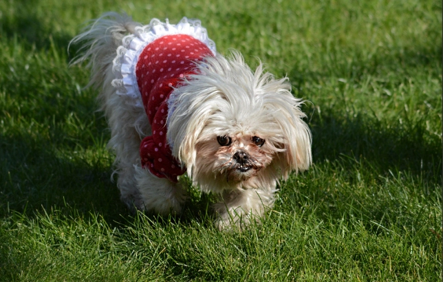 狗狗大便次數多