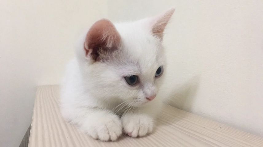 貓咪寄生蟲治療 貓咪寄生蟲治療