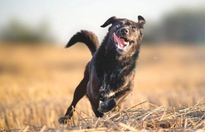 訓練狗狗不吠叫方法