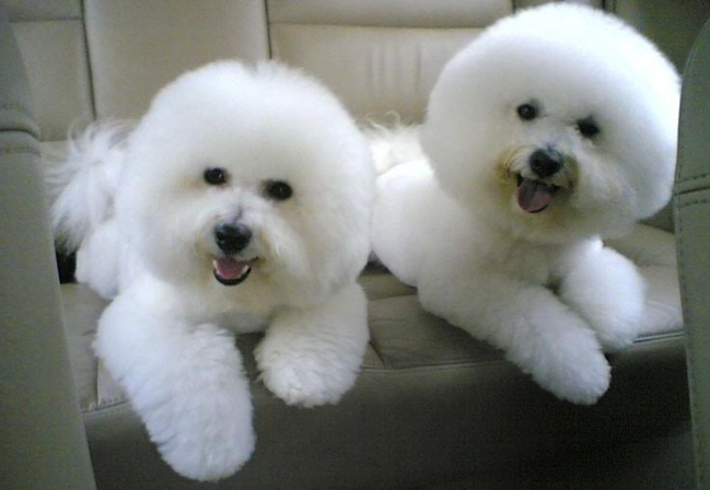 寵物眼藥水推薦