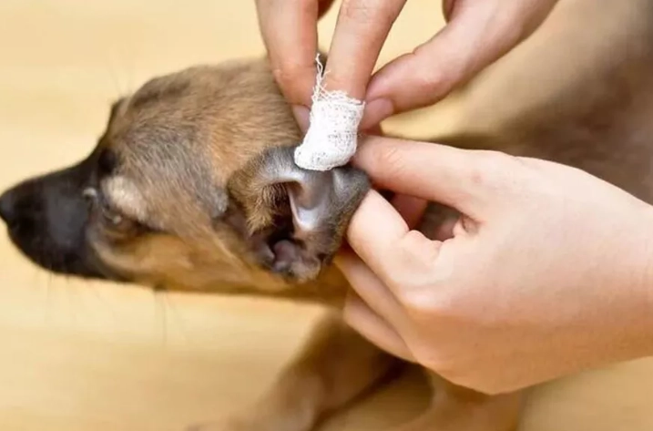 狗狗皮膚酵母菌治療