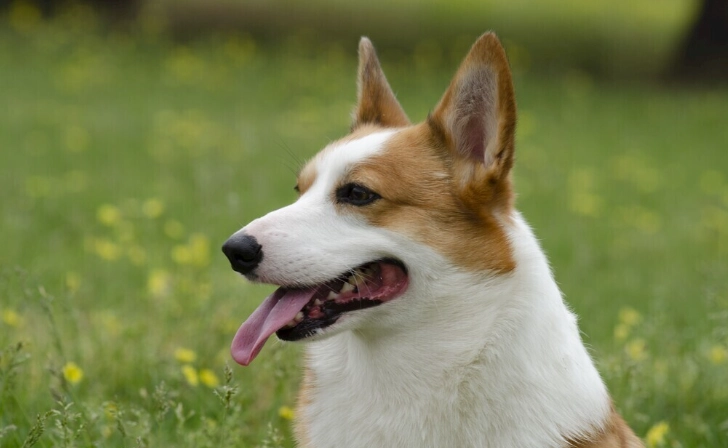 狗狗寄生蟲治療