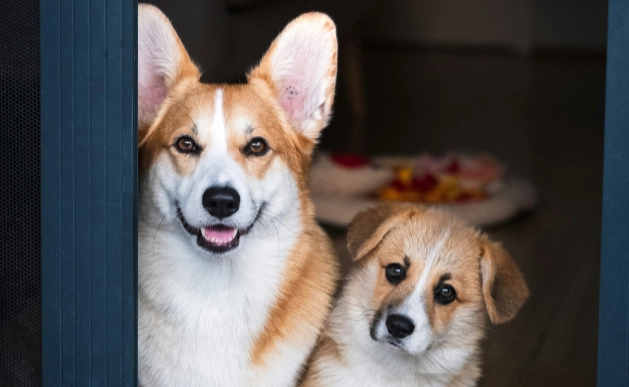 狗狗疫苗必要性