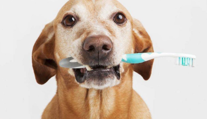 狗牙科麻醉風險