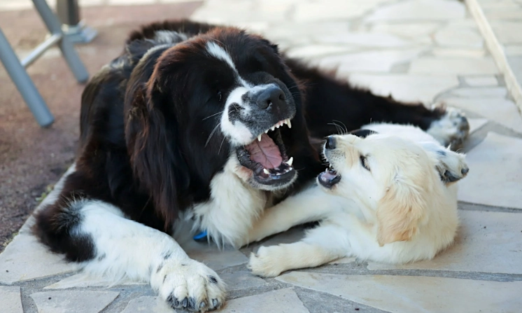 訓練狗狗不吠叫方法