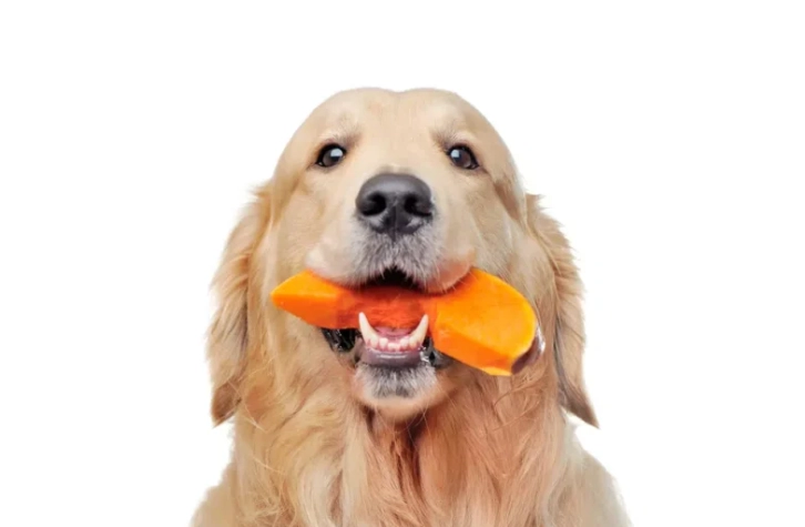 狗咳嗽卡住處理