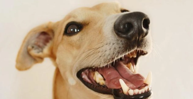 狗狗口腔護理 狗狗口腔護理