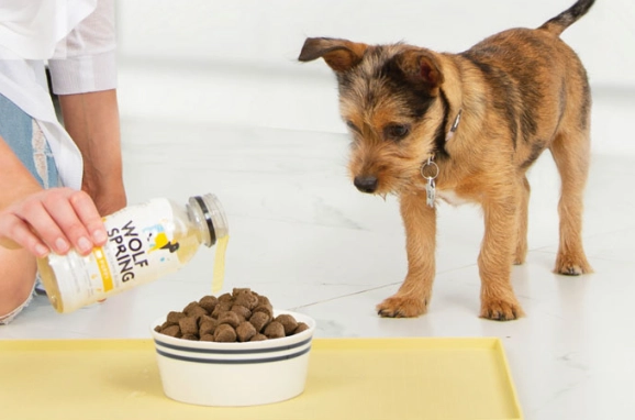 狗狗益生菌如何使用