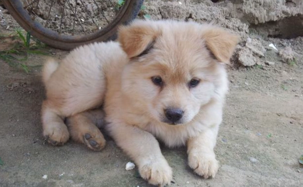 氣管塌陷狗狗食物