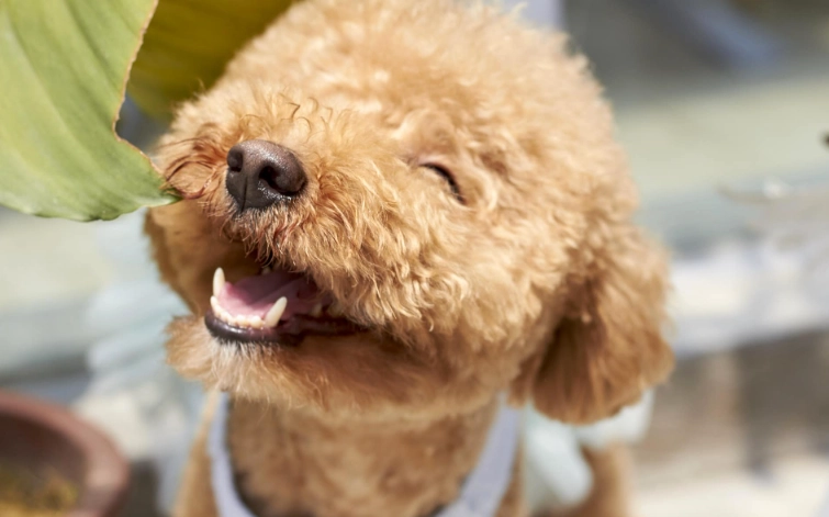 玩具貴賓狗飼養