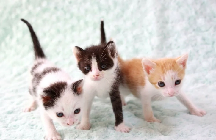 貓咪寄生蟲治療 貓咪寄生蟲治療