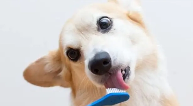 狗狗不喜歡刷牙解決方法 狗狗不喜歡刷牙解決方法