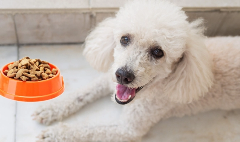 蝦殼對狗狗的影響 蝦殼對狗狗的影響