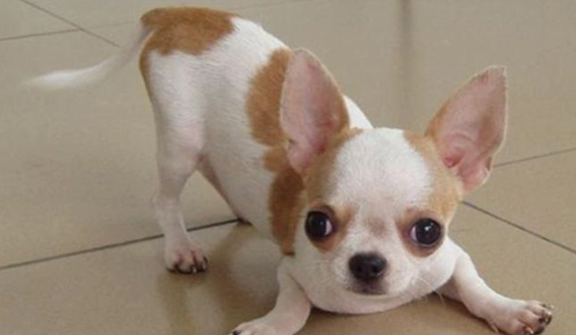 吉娃娃一直叫原因