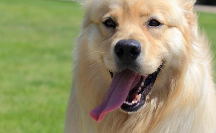 狗大便黑色正常嗎