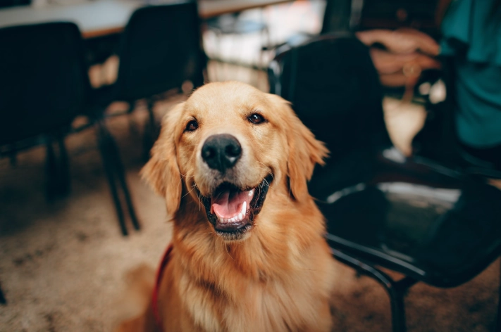 狗吠叫訓練方法