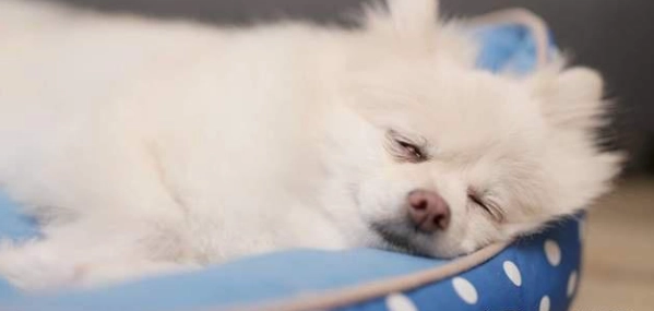 狗狗驅蟲藥頻率 狗狗驅蟲藥頻率