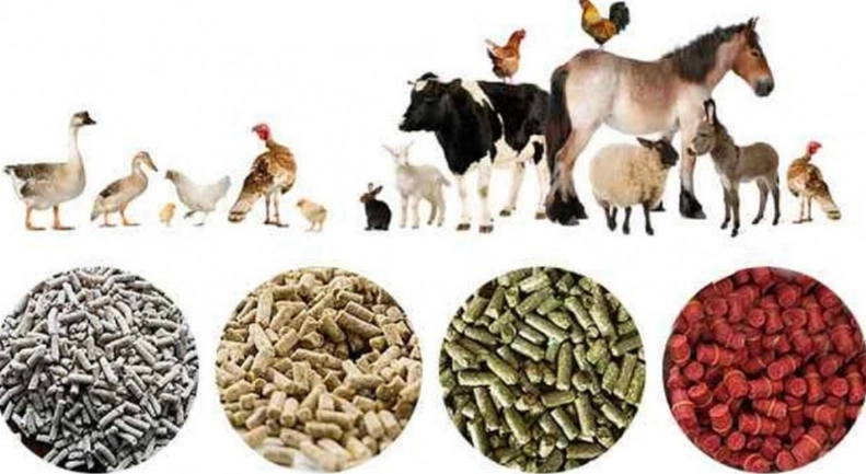 動物營養學基礎