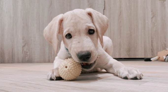 分離焦慮訓練方法