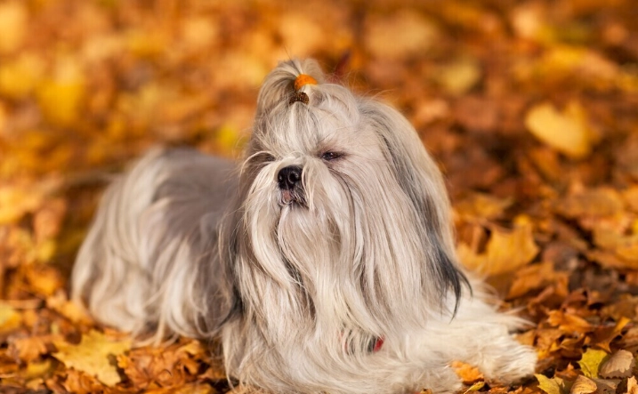 狗狗腸胃出血治療