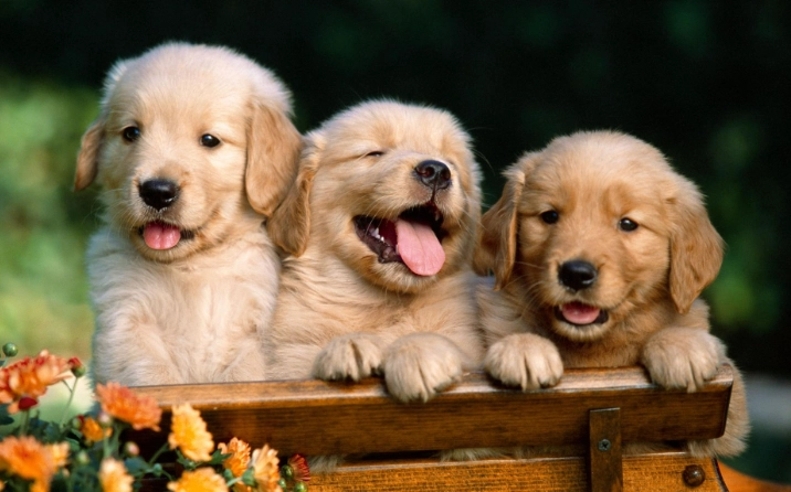 老狗消化道出血