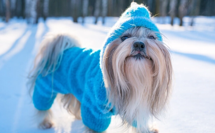 狗狗腸胃道出血症狀