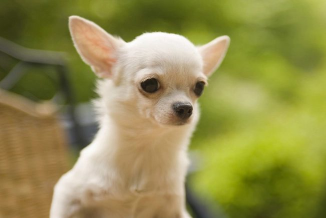 吉娃娃吠叫問題