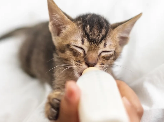 貓咪寄生蟲治療 貓咪寄生蟲治療