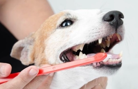狗狗牙痛家庭護理