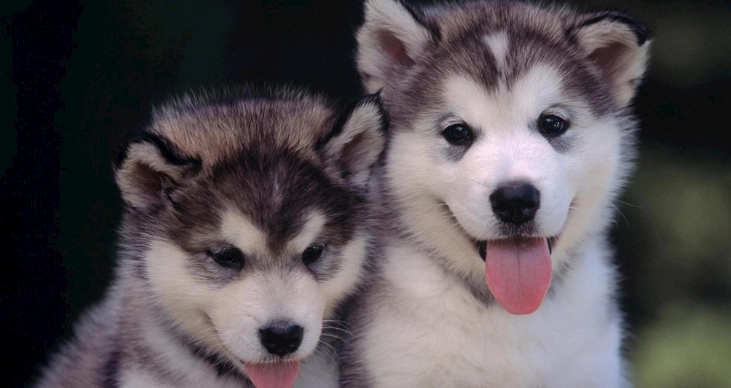 氣管塌陷症狀 氣管塌陷症狀