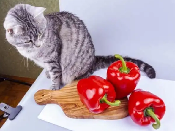 貓吃甜椒