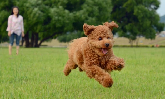 玩具貴賓狗飼養