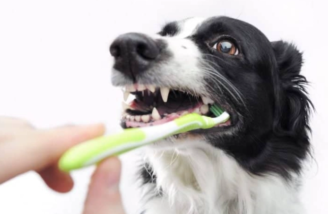 狗狗口腔護理 狗狗口腔護理