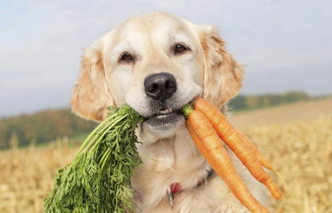 狗狗皮膚保健飲食