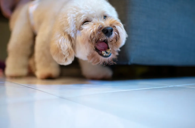 分離焦慮症症狀